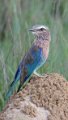 Lilac breasted Roller